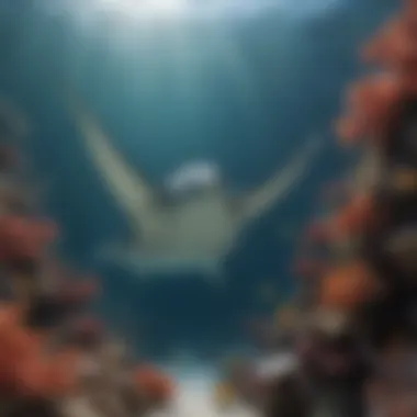 Manta Ray in Its Habitat A manta ray swimming among coral reefs, showcasing its habitat
