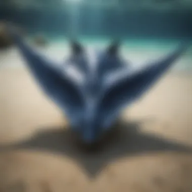 Size Comparison of Manta Ray Species An illustration comparing the sizes of different manta ray species