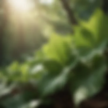 The Role of Sunlight in Vitamin D Synthesis Illustration of sunlight penetrating through leaves