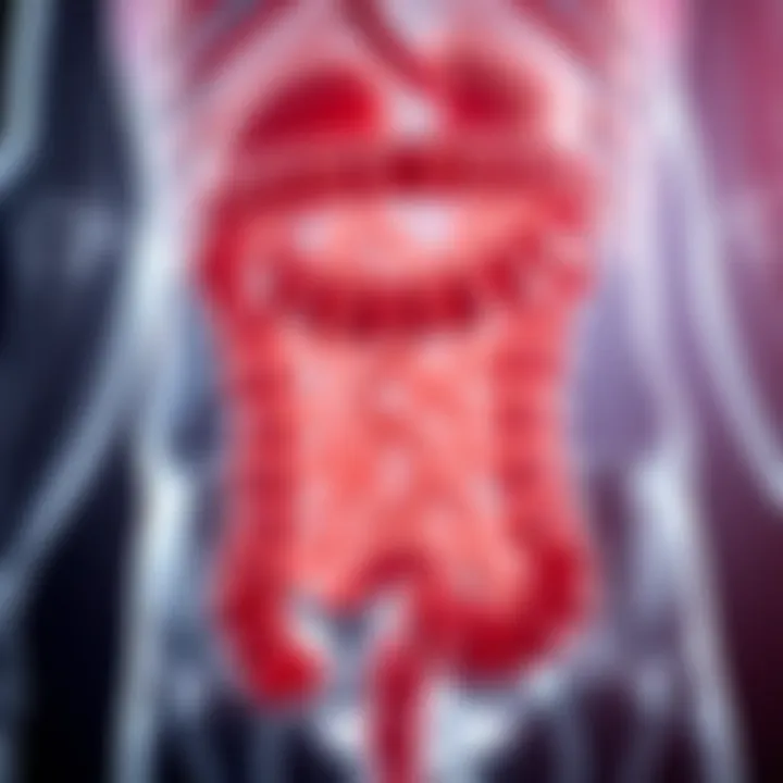 Anatomical Overview of the Transverse Colon Detailed illustration of the anatomy of the transverse colon