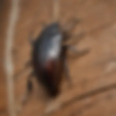 Identifying Beetle-Induced Wood Damage Identifying wood damage caused by beetles