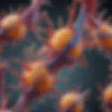 Structural representation of Yenzym antibodies highlighting unique features